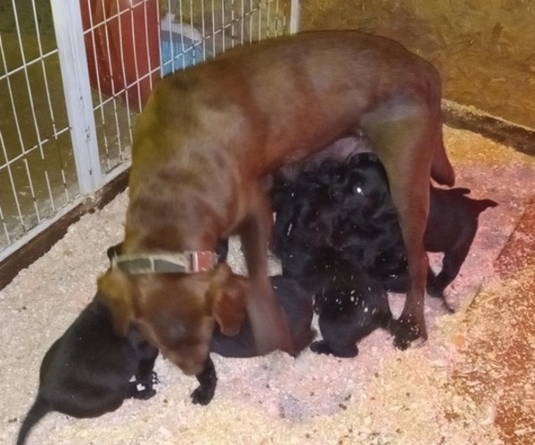 Medium Photo #5  Breeder Profile in ORANGE, MA, USA