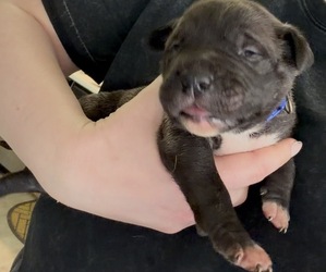 Bullmastiff Dog Breeder near HARRISON, MI, USA