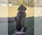 Small Photo #45  Breeder Profile in ALBA, TX, USA
