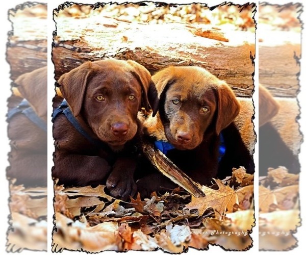 Medium Photo #1  Breeder Profile in HOWARDSTOWN, KY, USA