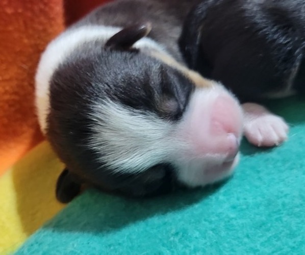 Medium Photo #35  Breeder Profile in AMERICUS, KS, USA