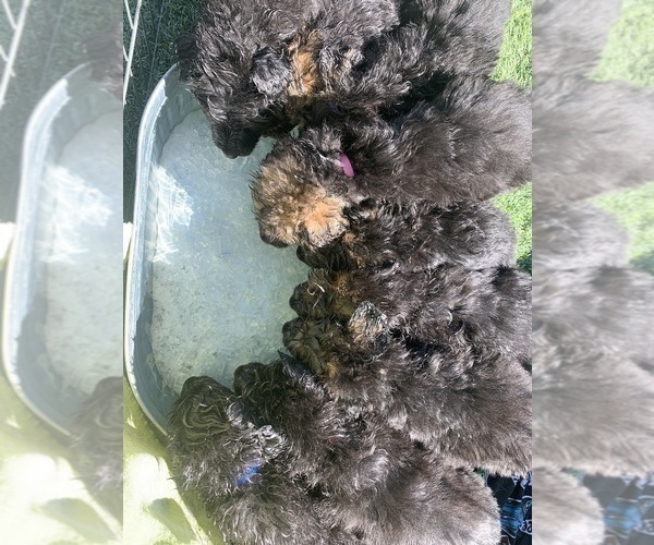 Medium Photo #106  Breeder Profile in PINON HILLS, CA, USA