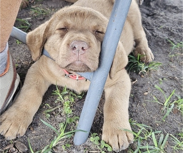 Medium Photo #11  Breeder Profile in Cordele, GA, USA