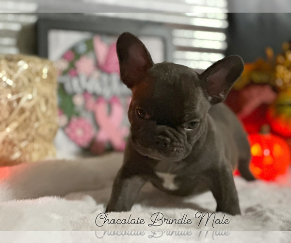 Medium Photo #16  Breeder Profile in MARICOPA, AZ, USA