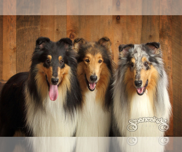 Medium Photo #1  Breeder Profile in DANVILLE, PA, USA
