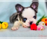Small #4 Breeder Profile image