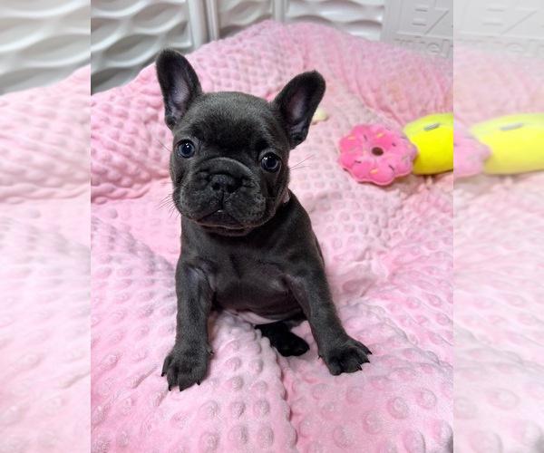 Medium Photo #1  Breeder Profile in FRANKLIN, MI, USA