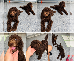Medium Breeder Profile Photo