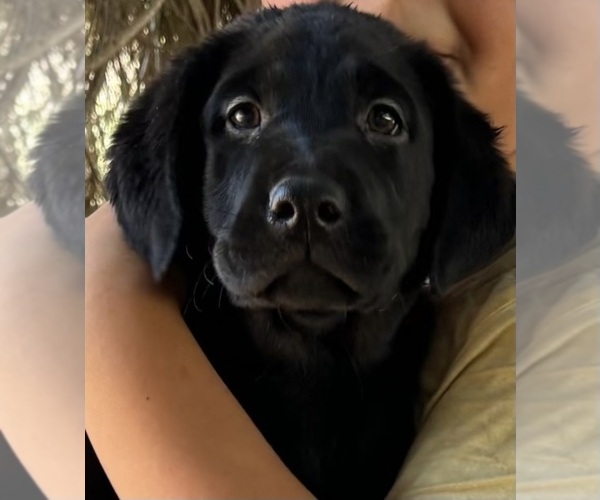 Medium Photo #2  Breeder Profile in TEMECULA, CA, USA