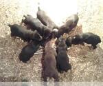 Small Photo #14  Breeder Profile in HAGERSTOWN, IN, USA