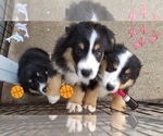 Small breeder photo