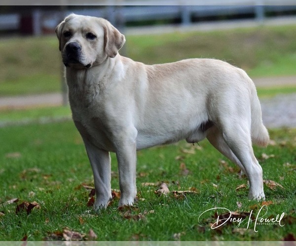 Medium Photo #14  Breeder Profile in RADFORD, VA, USA