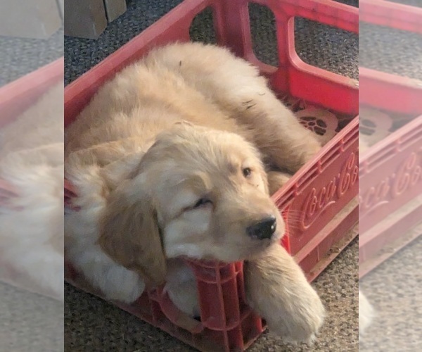 Medium Photo #6  Breeder Profile in LAS CRUCES, NM, USA