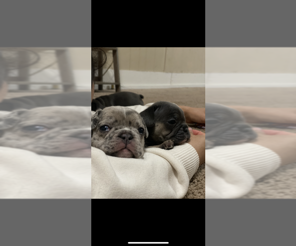 Medium Photo #1  Breeder Profile in MONETT, MO, USA