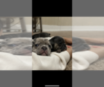 Small breeder photo