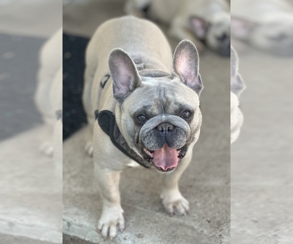 Medium Photo #1  Breeder Profile in CYPRESS, TX, USA