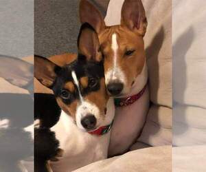 Basenji Verified Dog Breeders In Usa Page 1 10 Per Page Puppyfinder Com