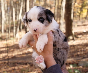 Border Collie Dog Breeder near DELTA, PA, USA