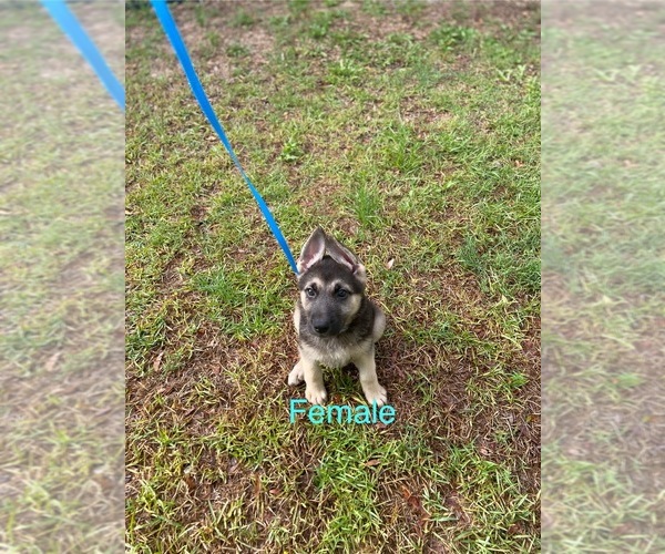 Medium Photo #2  Breeder Profile in ALACHUA, FL, USA