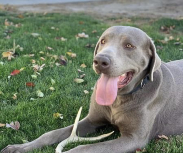 Medium Photo #21  Breeder Profile in OUTLOOK, WA, USA