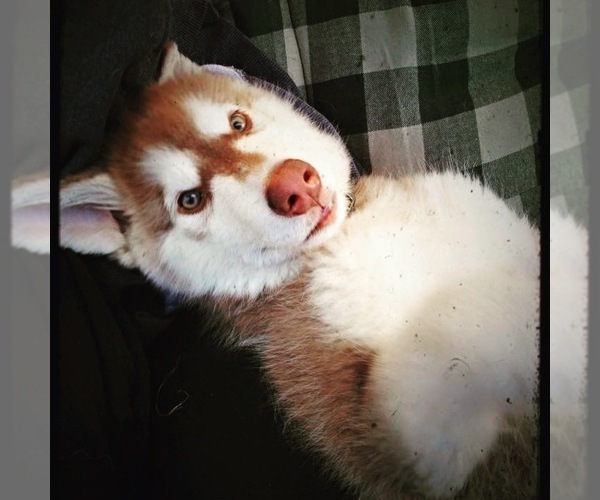 Medium Photo #149  Breeder Profile in FREDERICK, MD, USA