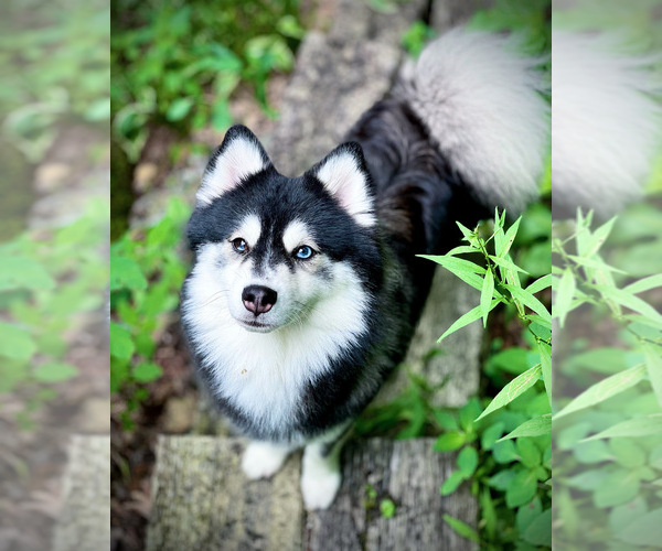 Medium Photo #1  Breeder Profile in TODD, NC, USA