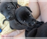 Small #8 Breeder Profile image