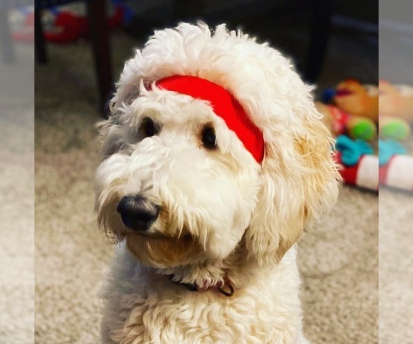 Medium Photo #1  Breeder Profile in LAWTON, KS, USA