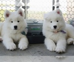 Small #2 Breeder Profile image