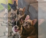 Small breeder photo