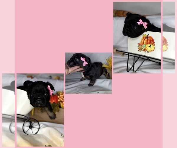 Medium Photo #2  Breeder Profile in LEBANON, MO, USA