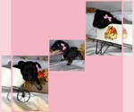 Small #1 Breeder Profile image