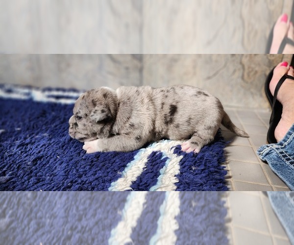 Medium Photo #10  Breeder Profile in MARTELL, NE, USA