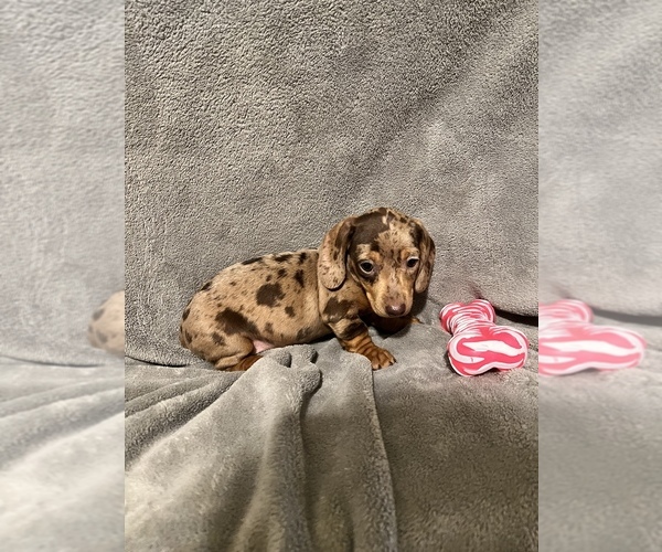 Medium Photo #1  Breeder Profile in CONVOY, OH, USA