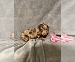 Small breeder photo