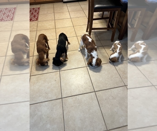 Medium Photo #8  Breeder Profile in ALBUQUERQUE, NM, USA