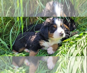 Bernese Mountain Dog Dog Breeder near LANSING, MI, USA