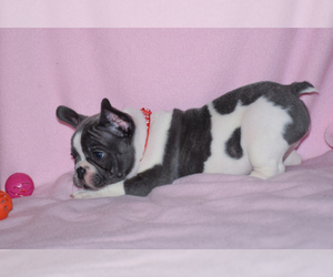 Main photo of French Bulldog Dog Breeder near BAD AXE, MI, USA