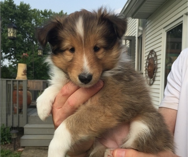 Medium Photo #1  Breeder Profile in GUILFORD, IN, USA