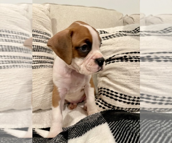Medium Photo #3  Breeder Profile in MIAMI, FL, USA