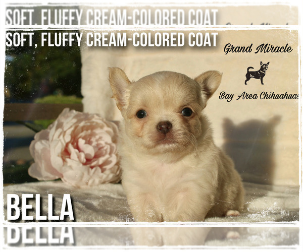 Medium Photo #6  Breeder Profile in SAN JOSE, CA, USA