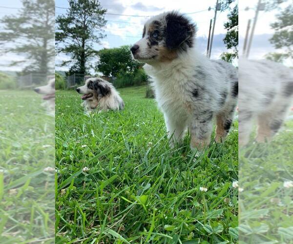 Medium Photo #1  Breeder Profile in DRYDEN, VA, USA