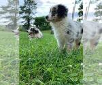 Small breeder photo