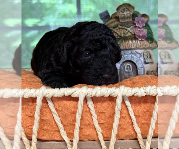 Medium Photo #3  Breeder Profile in MORGANTON, GA, USA