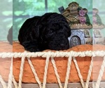 Small #2 Breeder Profile image