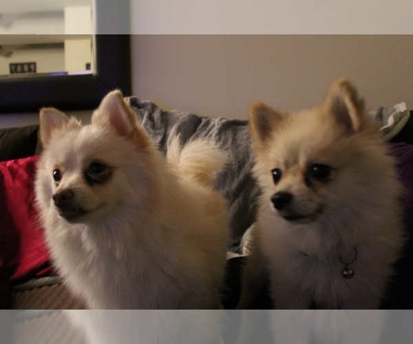 Medium Photo #1  Breeder Profile in SNELLVILLE, GA, USA