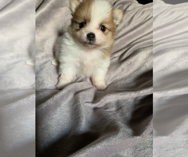 Medium Photo #1  Breeder Profile in BAKERSFIELD, CA, USA