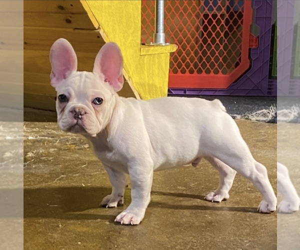 Medium Photo #1  Breeder Profile in PHILADELPHIA, PA, USA