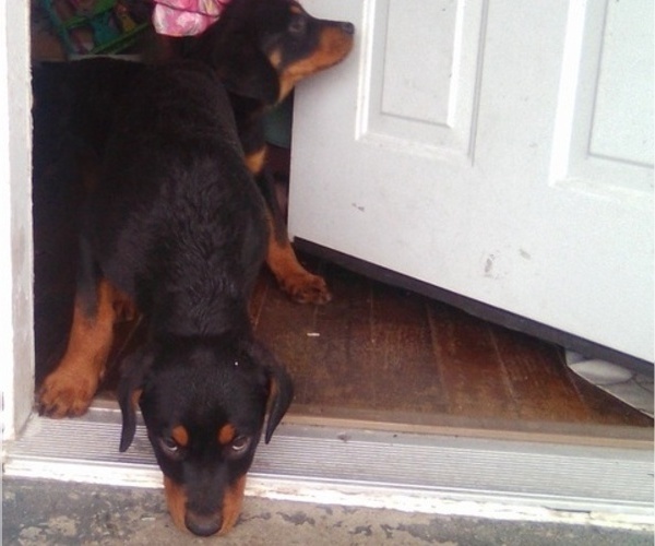 Medium Photo #8  Breeder Profile in BALTIMORE, MD, USA