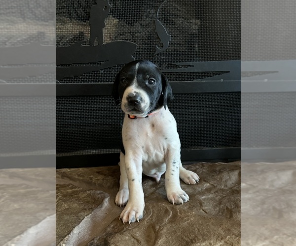 Medium Photo #11  Breeder Profile in BOONVILLE, IN, USA